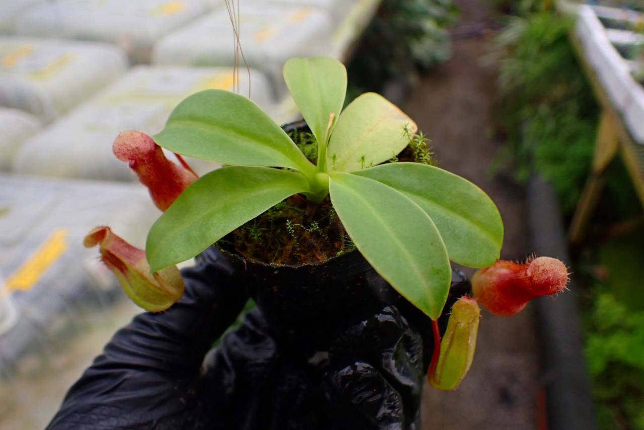 G931 1-4 N. ventricosa Mt. mayon x rajah #NNN | Y's Exotics （山田