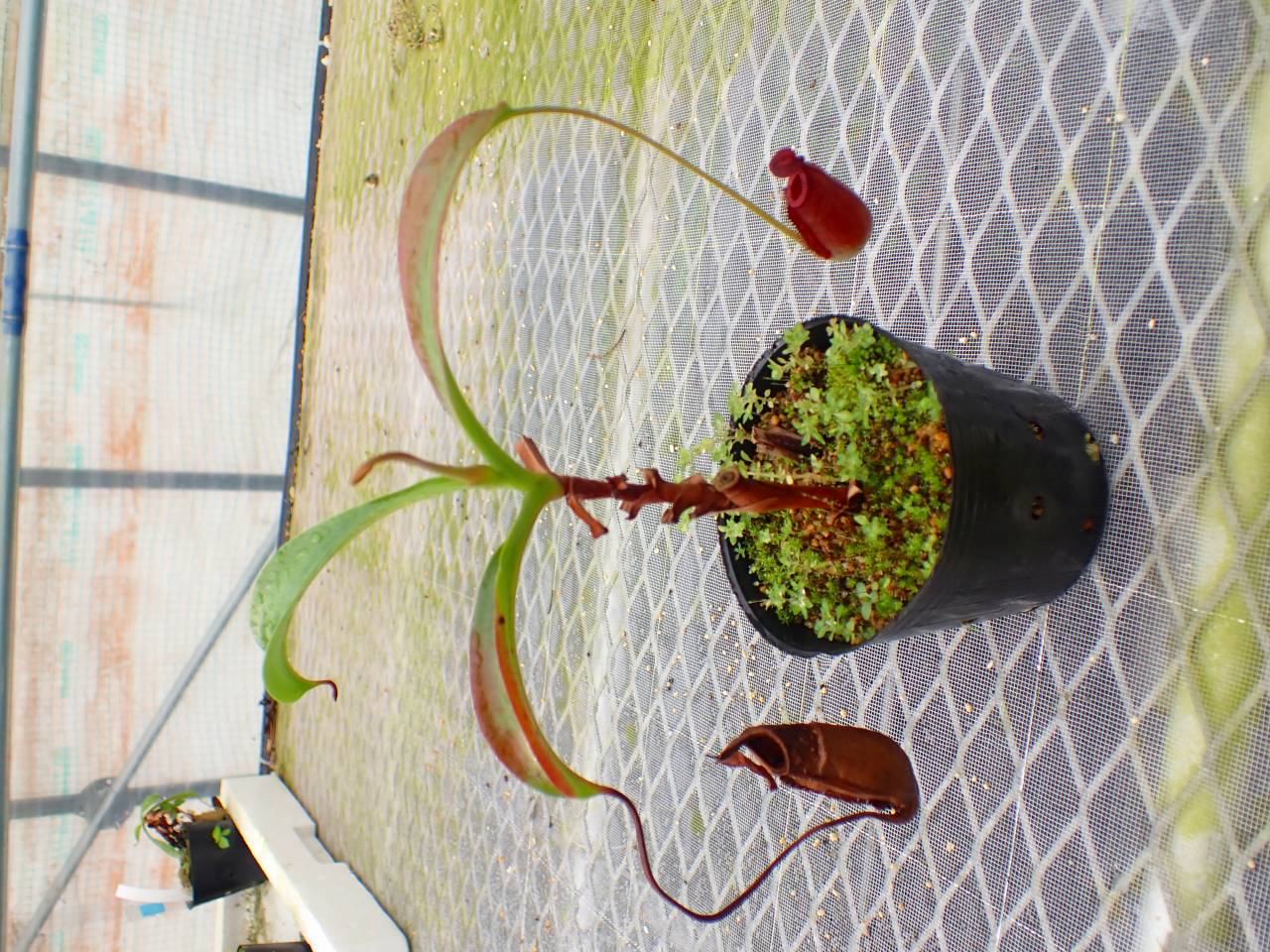 カンボジア産 奇形種 カンボジア産 奇形種 Explosive Production!?] Identifying the