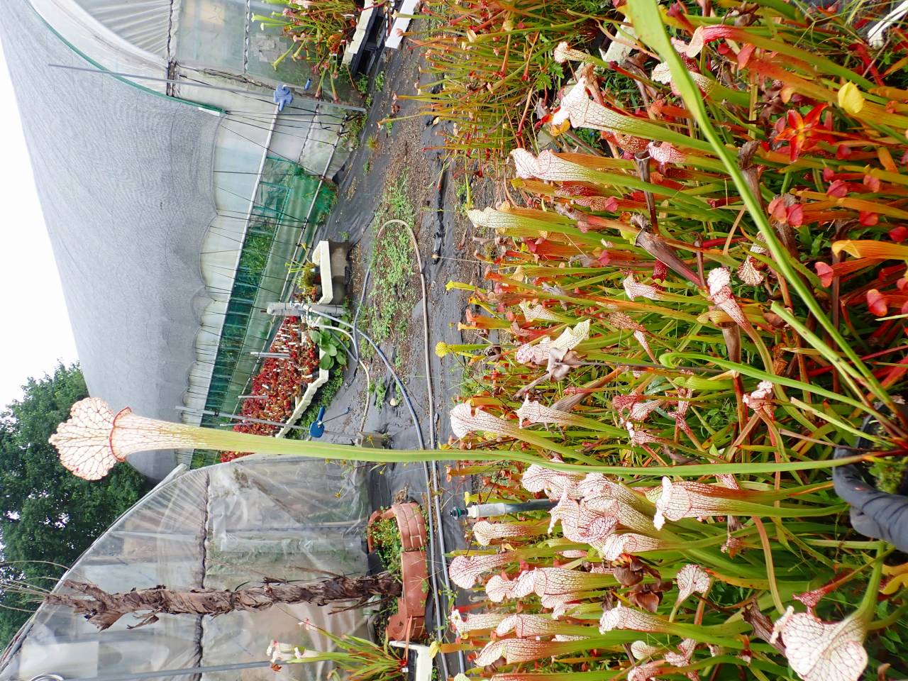 【005】さわらん G590 S. leucophylla Mosaic | Y's Exotics （山田食虫植物農園）