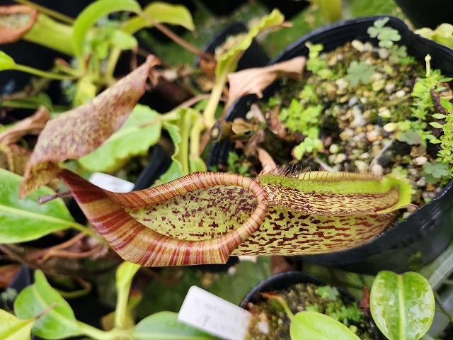 P826 1-4 N. maxima wavy leaf (茎までフリルが多く入る個体) susuka