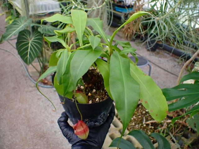 Y364 3-3 N. viking ラベル落ち | Y's Exotics （山田食虫植物農園）