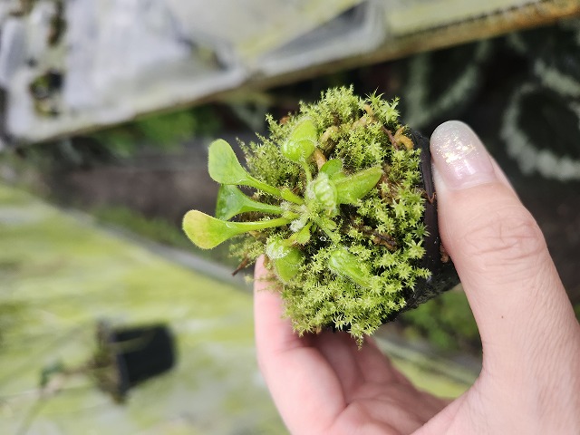 Y150 1-1 Cephalotus follicularis `German Giant' C.C - Y's Exotics