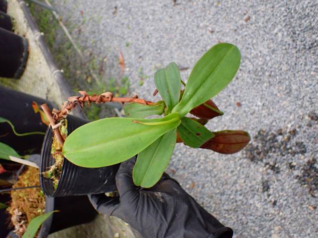 Y576 5-2 N. sp. Kinabalu WP | Y's Exotics （山田食虫植物農園）