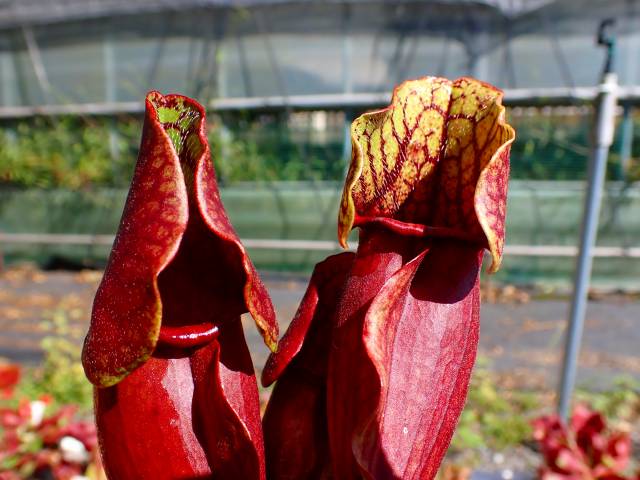 G647 S. purpurea ssp. venosa (seedling) | Y's Exotics （山田食虫