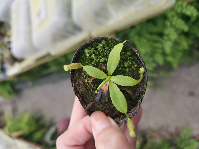 rajah × ephippiata y's 山田食虫植物農園 E253 1-3 N. rajah JH Y's Lab - Y's Exotics （山田食虫植物農園）