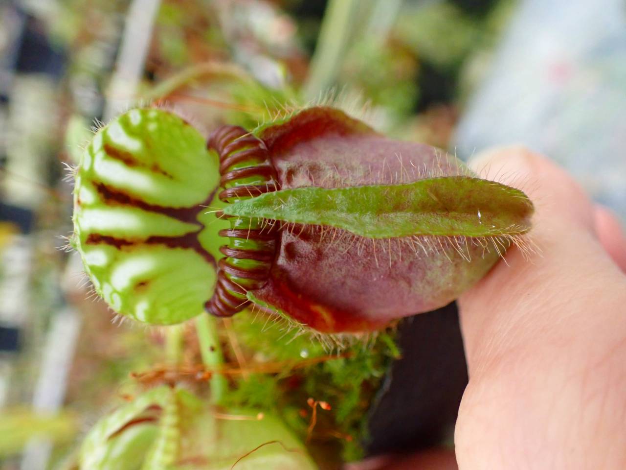 G227 1-2 #BBB Cephalotus follicularis very nice dark clone CS