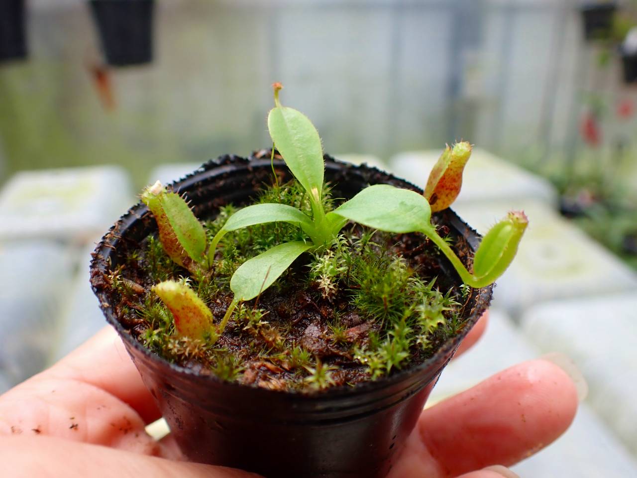 G976 1-3 N. lowii x villosa #NNN - Y's Exotics （山田食虫植物農園）