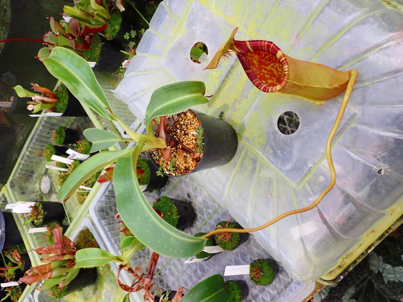 【SALE】カンタロープアイランド（枝変わり） 182 [Heart-Catching Beauty] The graceful swaying and captivating