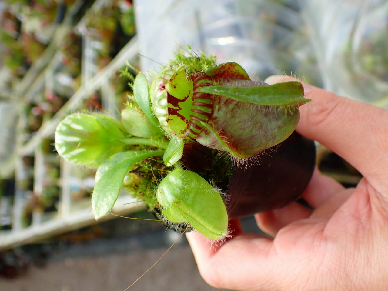 その他観葉植物 Cephalotus follicularis Garman Giant C.C その他観葉植物 Cephalotus follicularis Garman Giant C.C その他観葉