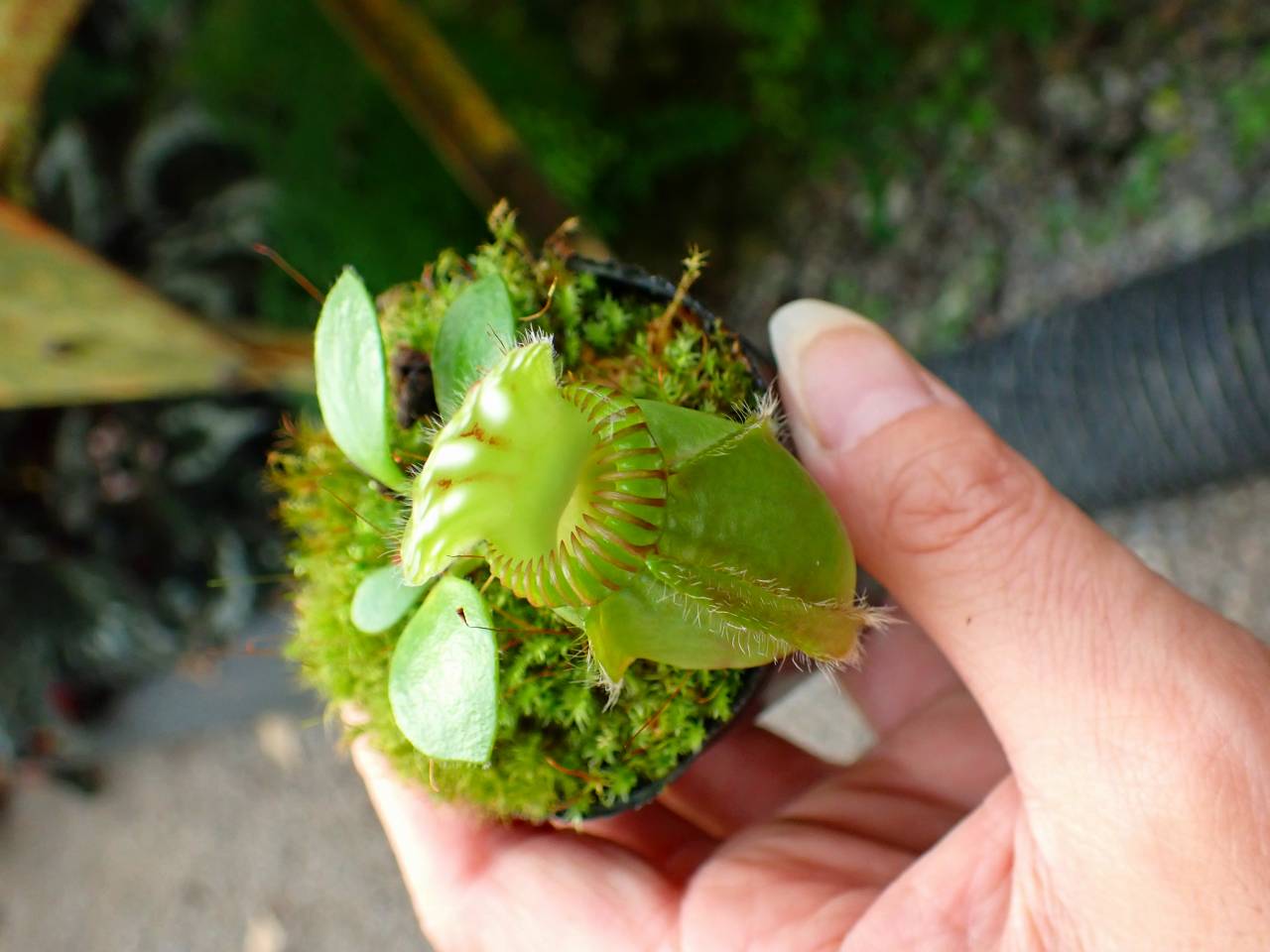 Y611 1-1 Cephalotus follicularis `Big Boy' Cedric - Y's Exotics
