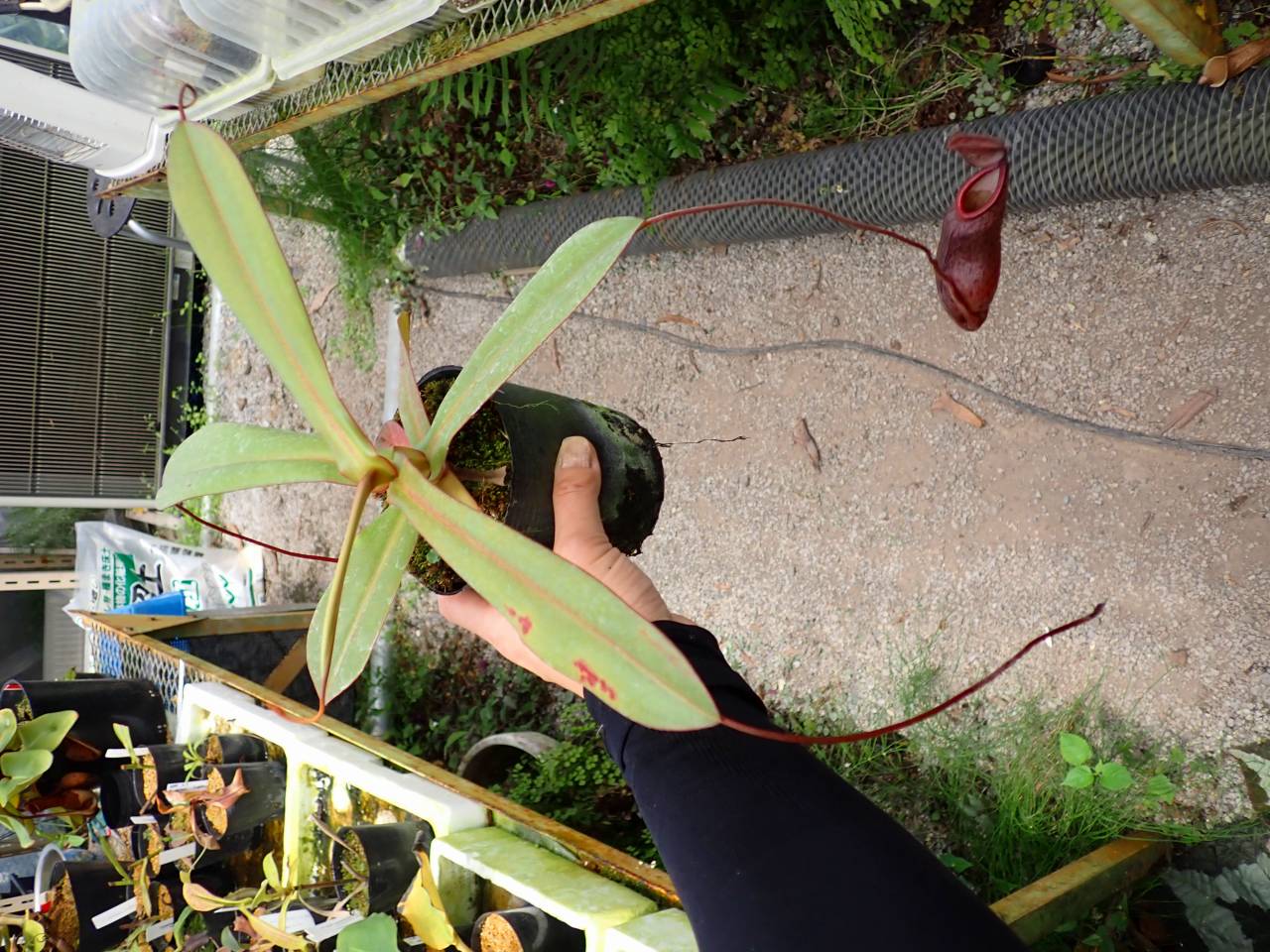 E266 1-2 N. (ramispina x macfarlanei) x sibuyanensis BE - Y's