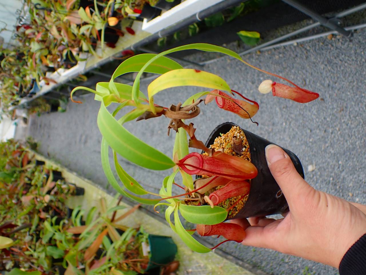 Y780 5-3 N. ventricosa seedling Select 山本 - Y's Exotics （山田食