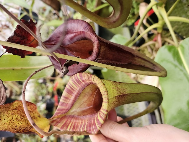 R241 1-2 N. jaquelineae x lowii - Y's Exotics （山田食虫植物農園）