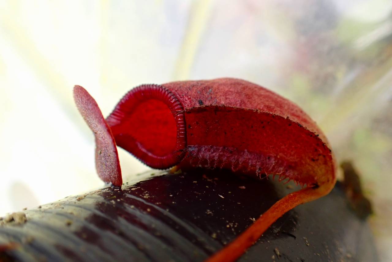 ウスアカネダカラ、 Microshells: Umbilia armeniaca ウスアカネダカラ