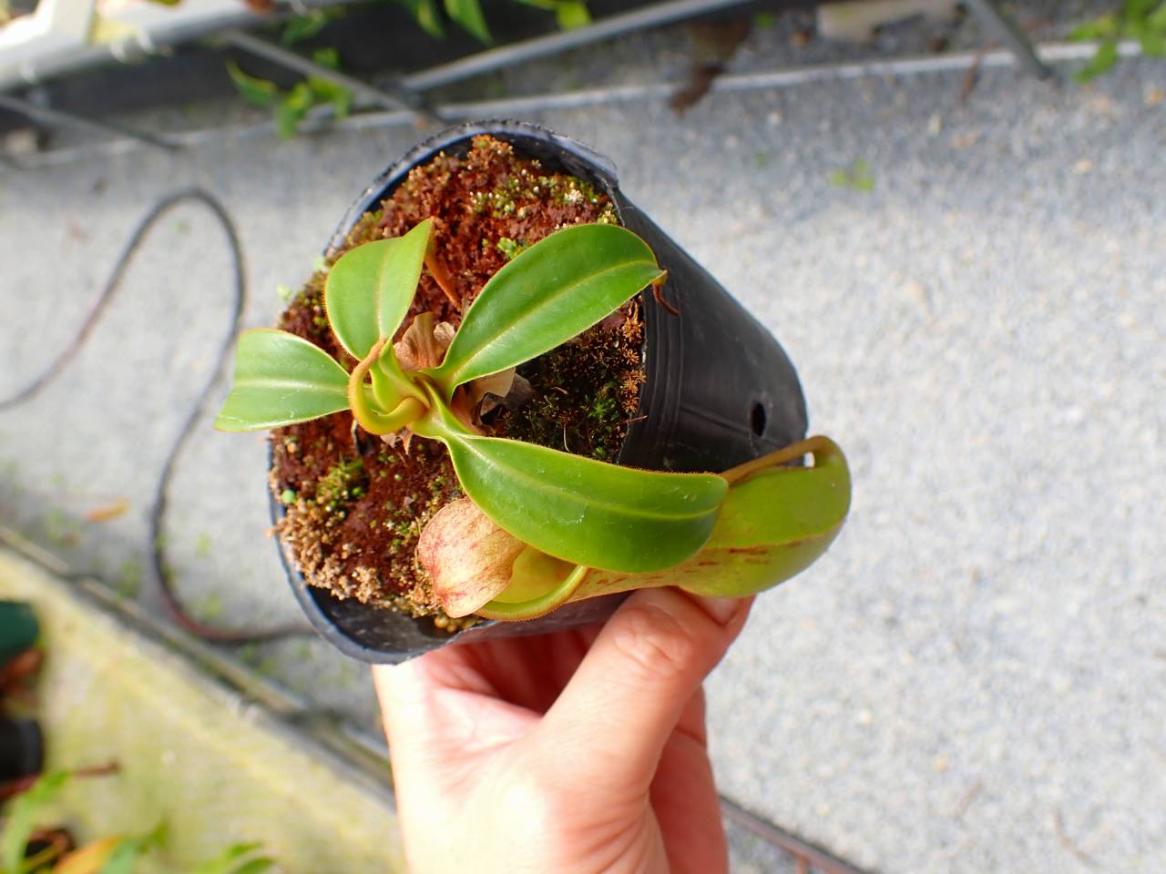 中古良品 ネペン ティート P967 5-3 N. Nakacho - Y's Exotics （山田食虫植物農園）