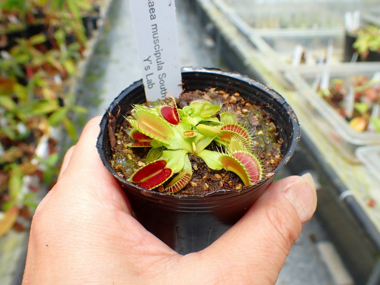 Y684 5-1 Dionaea muscipula South-West Giant Y's Lab - Y's Exotics