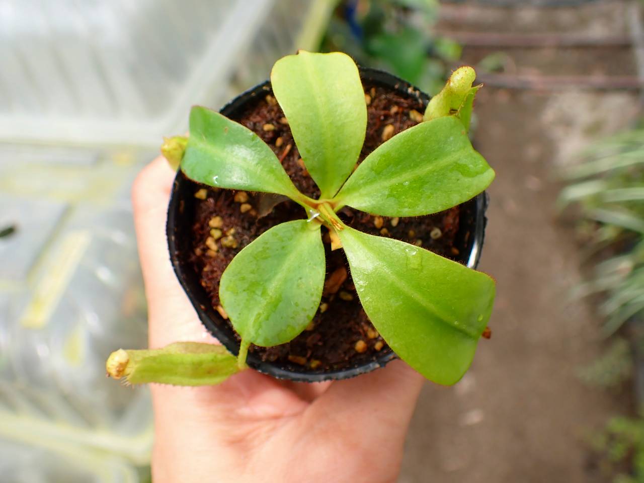 nontan出品 G124 1-3 [YA-170] N. clipeata Nep Gardner Y's Lab - Y's Exotics