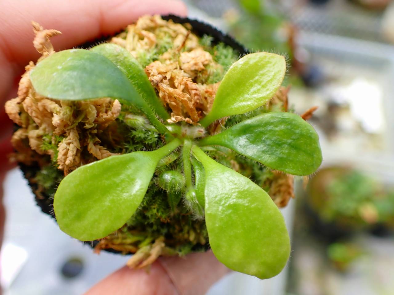 Cephalotusfollicularis German Giant C.C大 Cephalotus Follicularis