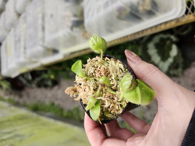 P660 1-1 Cephalotus follicularis Black Form BCP | Y's Exotics