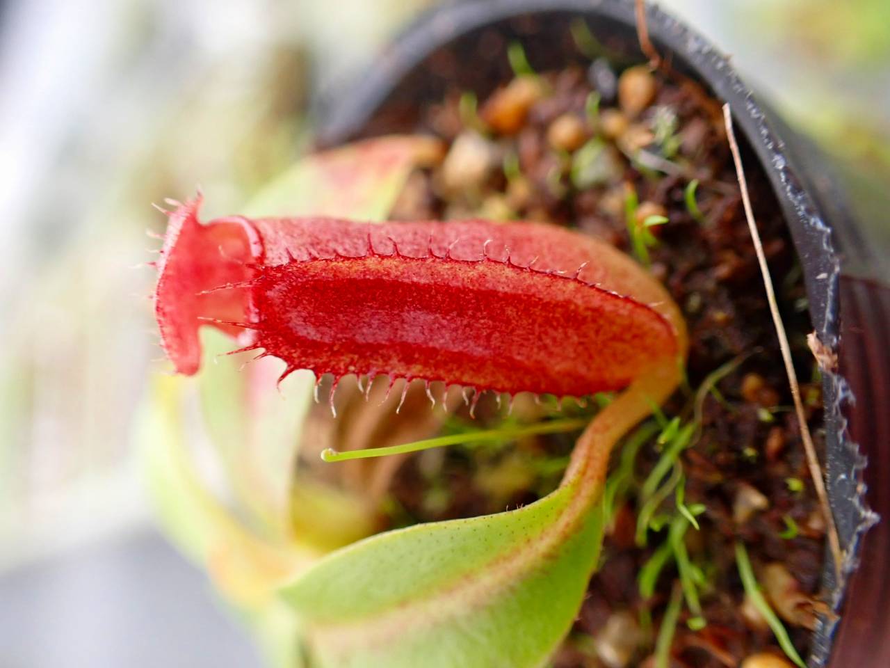 P119 5-1 N. (bicalcarata x campanulata) x edwardsiana #NNN - Y's