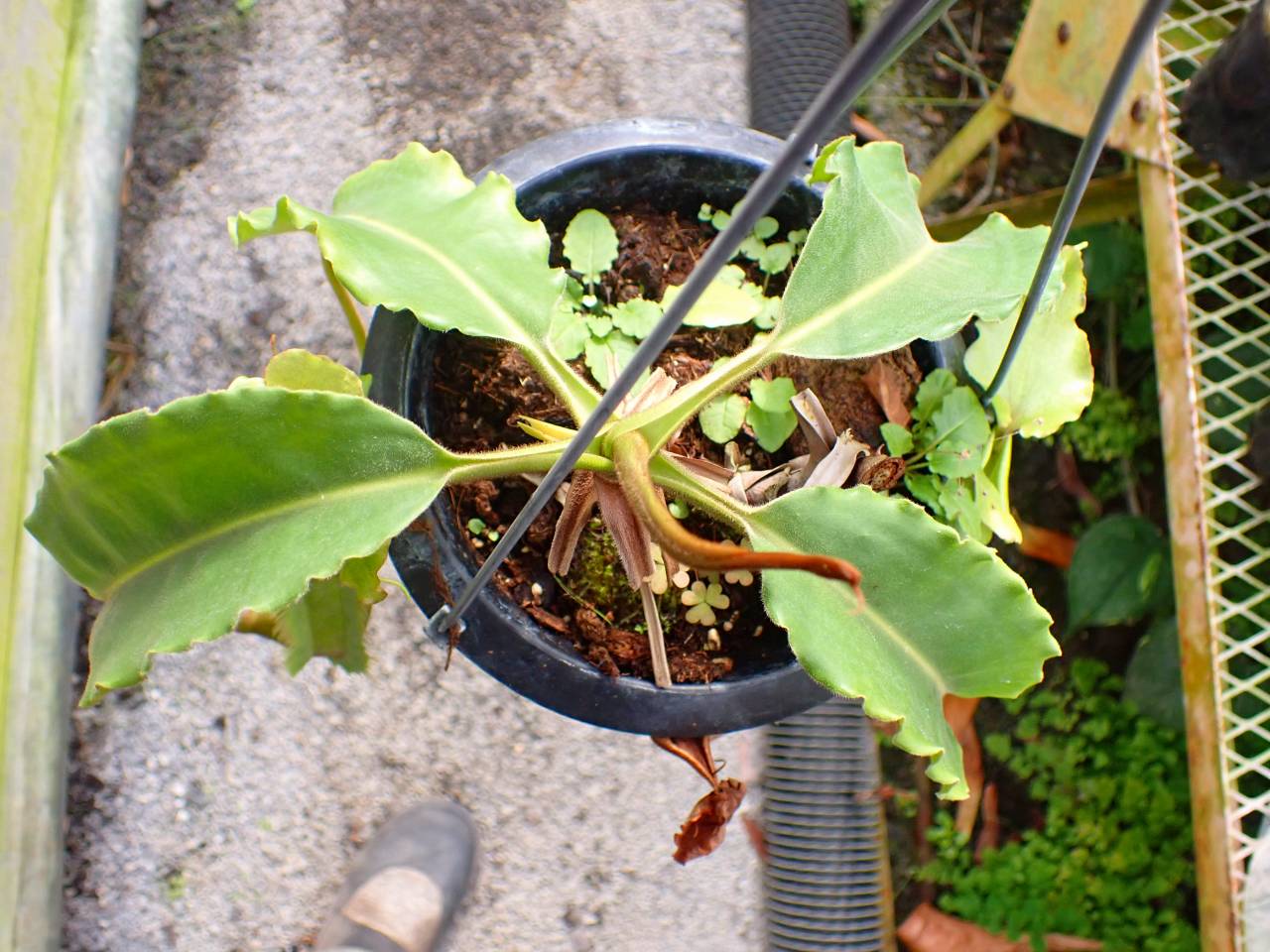 E637 1-1 N. maxima wavy stem x maxima (d) Sulawesi green Y's - Y's