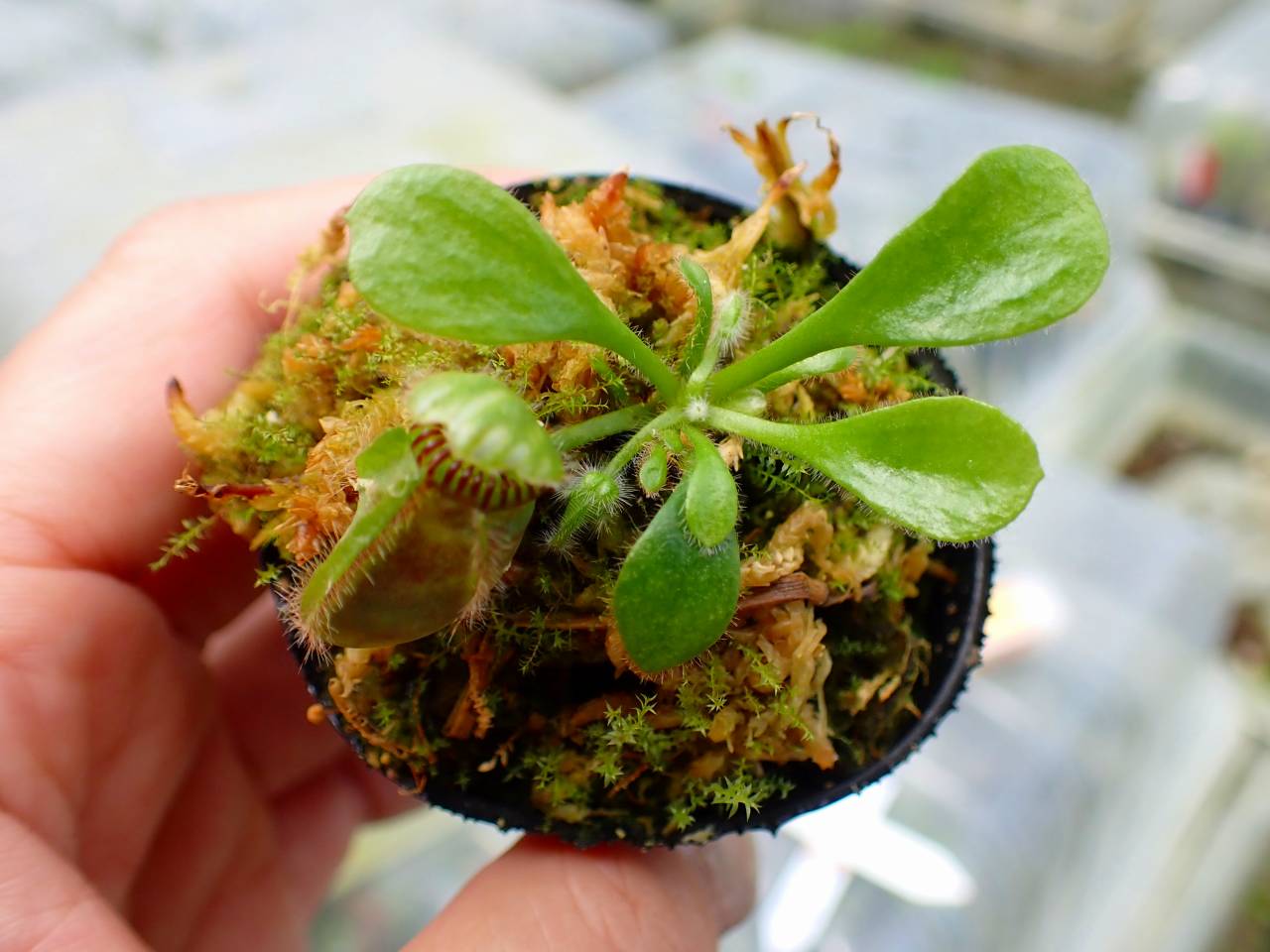 E129 1-1 Cephalotus follicularis `German Giant' C.C - Y's Exotics