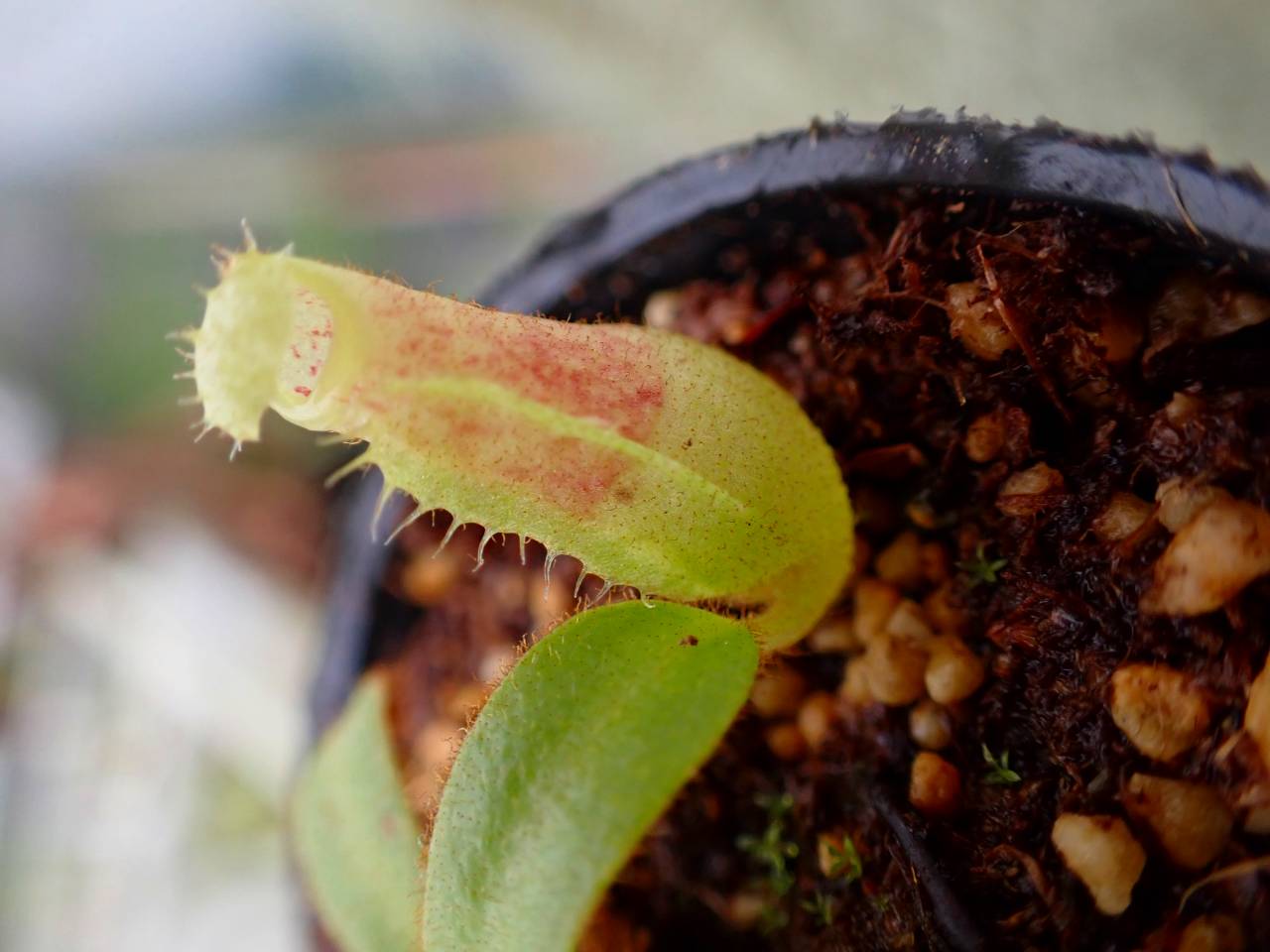 R654 5-1 [YA-62] N. veitchii `Akazukin' x veitchii (Bario stripe