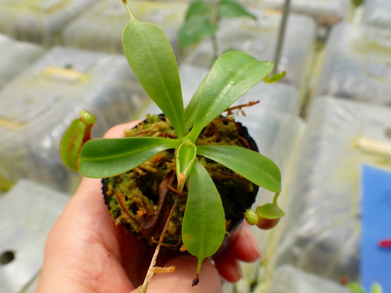 G293 1-3 N. lowii x macrophylla #NNN - Y's Exotics （山田食虫植物