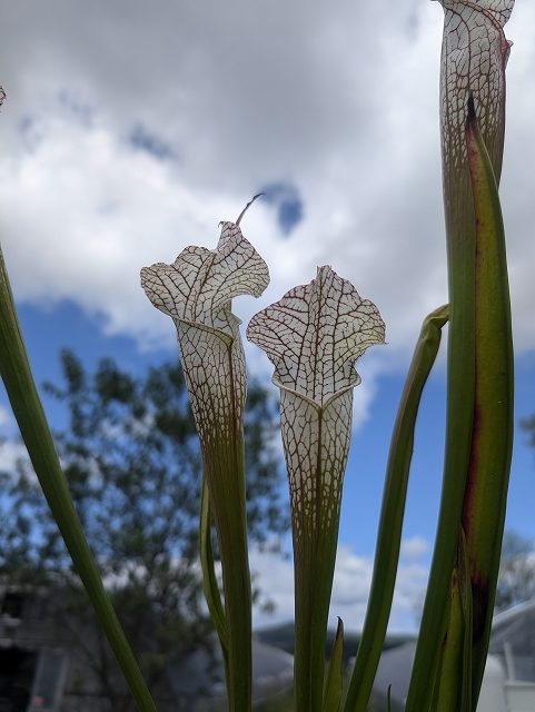 P431 S. leucophylla gas station site grown form wild seed