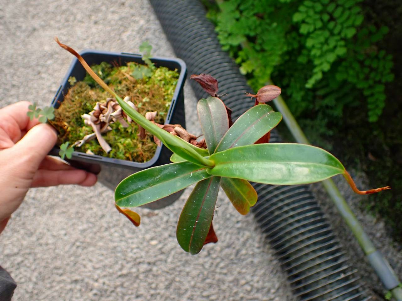 G537 1-3 N. sanguinea - Y's Exotics （山田食虫植物農園）