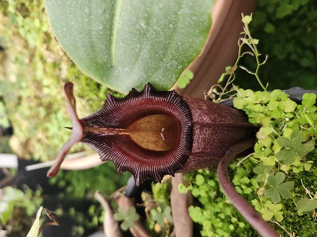 P431 1-2 N. rajah (wild No.1) Thai | Y's Exotics （山田食虫植物農園）