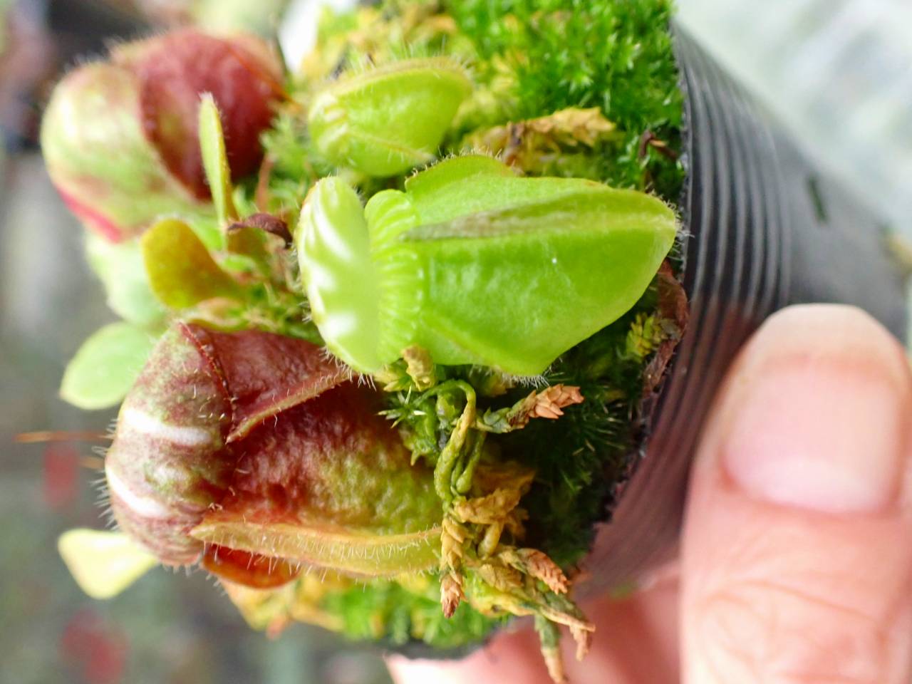 Y747 1-1 Cephalotus follicularis `Big Boy' - Y's Exotics （山田食