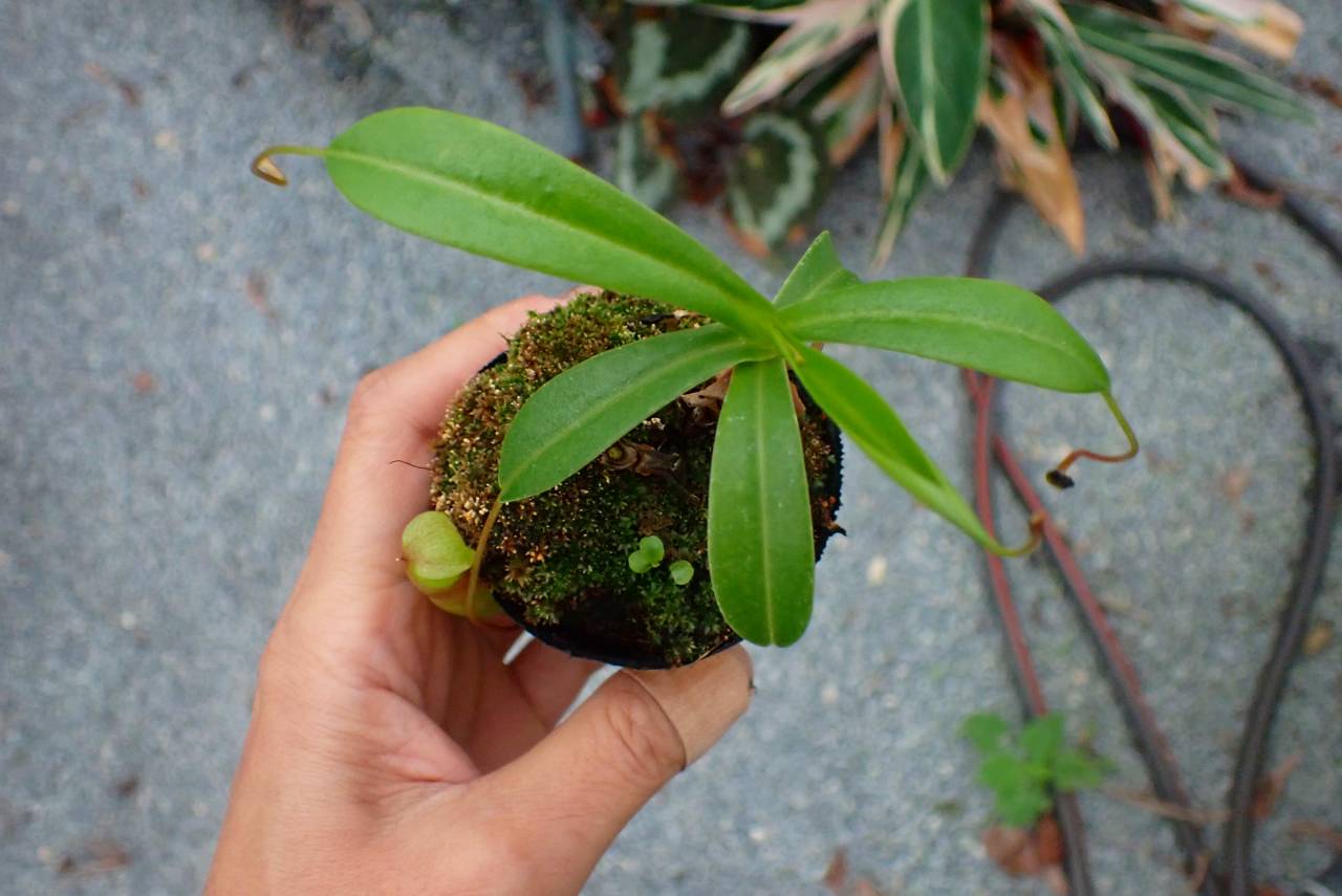 P148 5-3 N. ventricosa-red seedling Y's | Y's Exotics （山田食虫