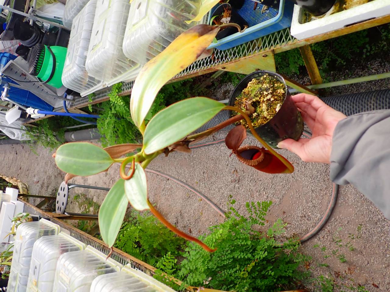 G674 1-2 Nepenthes macrophylla Trusmadi WP - Y's Exotics （山田食