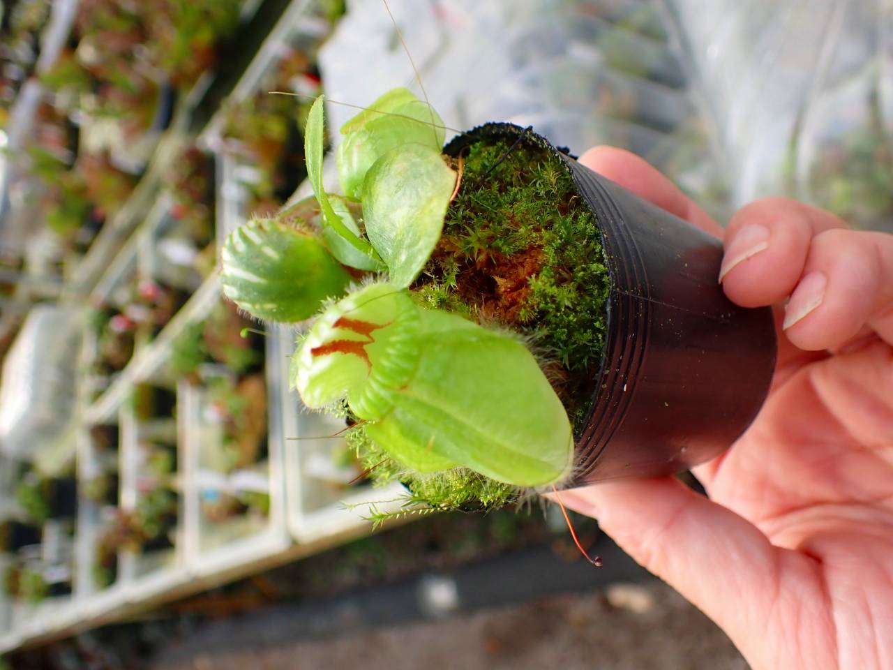 Y831 1-1 Cephalotus follicularis `German Giant' C.C - Y's Exotics