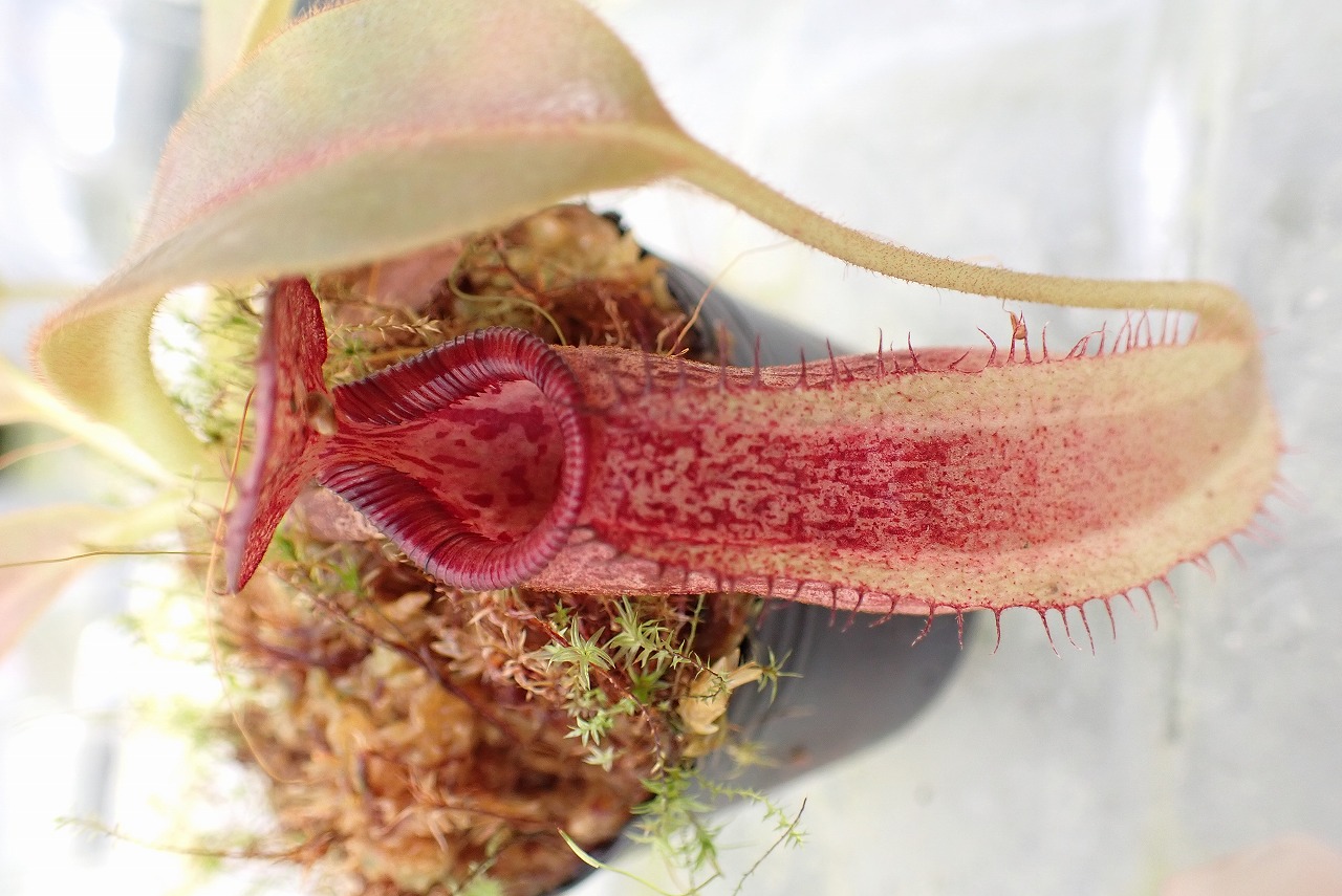 E547 1-4 N. maxima x ephippiata #NNN | Y's Exotics （山田食