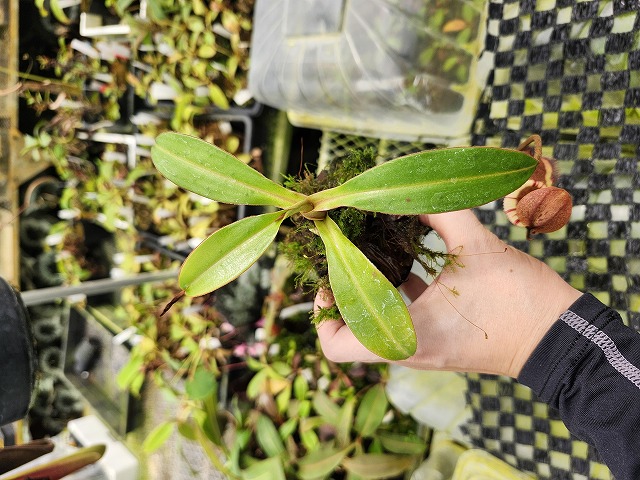 Y669 1-4 N. spectabillia x edwardsiana #NNN - Y's Exotics （山田食