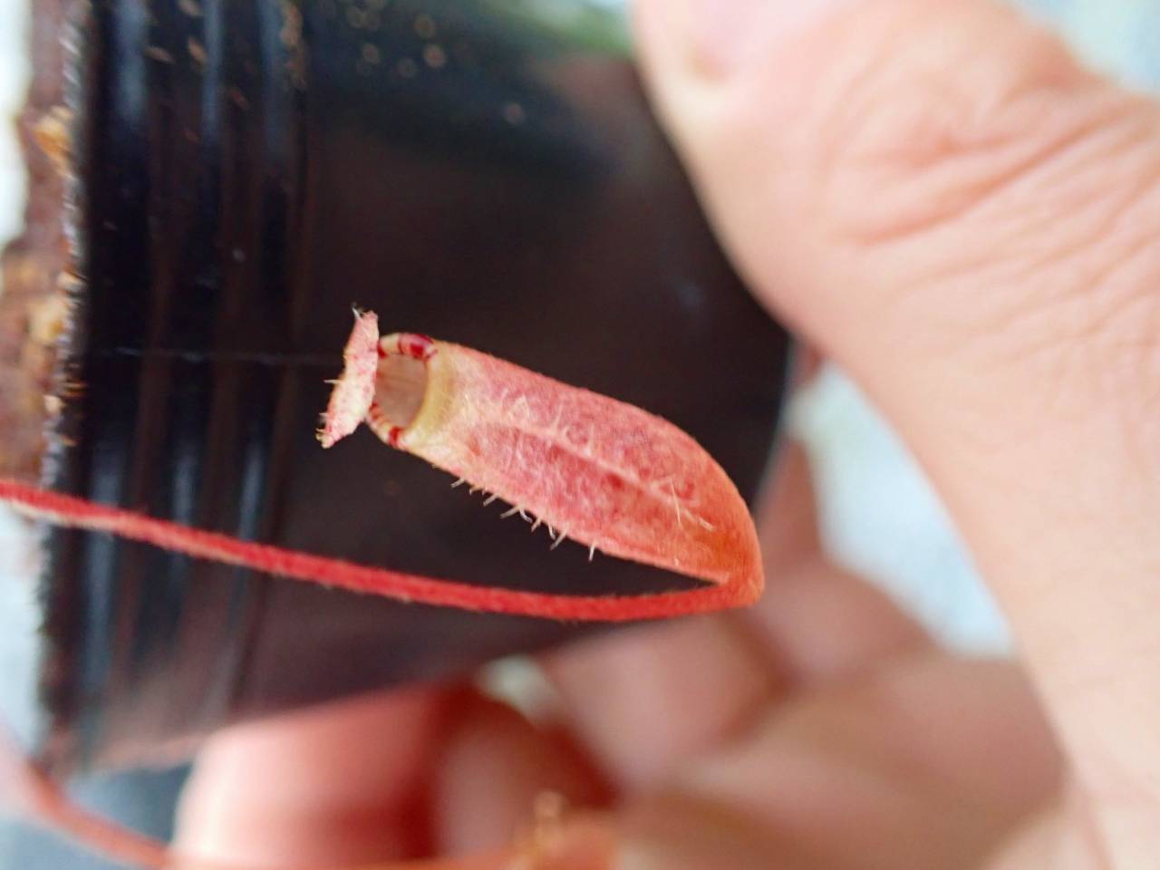 G231 5-1 [YA-179]N. attenboroughii JH Y's Lab - Y's Exotics （山田