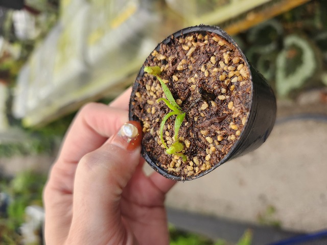 Y690 1-4 [YA-186] N. lowii Gn Mulu x ephippiata Y's Lab - Y's