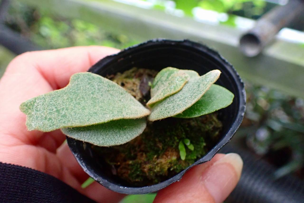 R516 3-1 Platycerium willinckii `Jenny' 台湾 | Y's Exotics