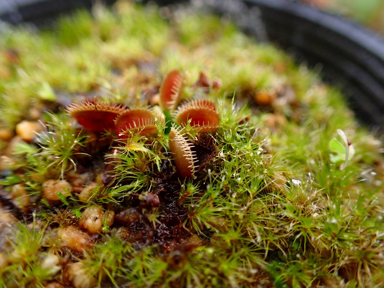 G779 5-2 Dionaea muscipula 