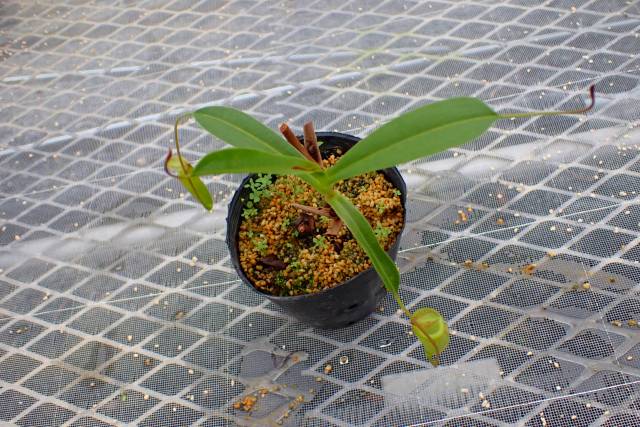 ユーフォルビア　カンダレンシス 種子3粒 Seeds 3】Euphorbia khandallensis - SABOSABO STORE