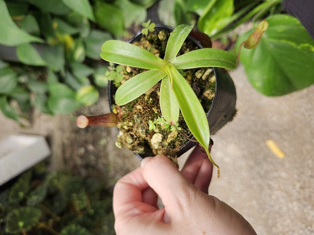 E542 1-4 N. ventricosa (Mt. Madja-as, BE3278) BE - Y's Exotics