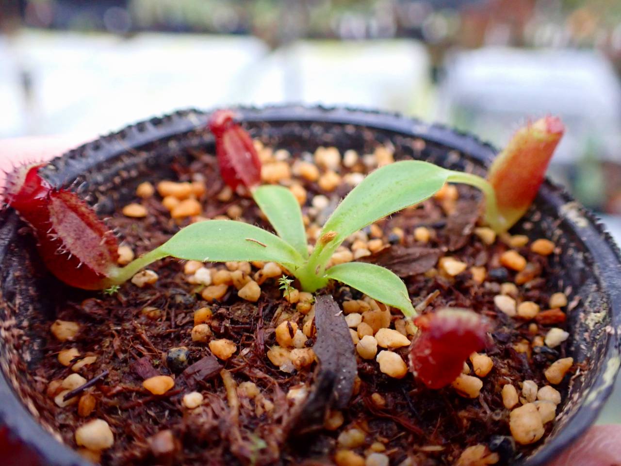 Y431 1-4 N. lowii x macrophylla #NNN - Y's Exotics （山田食虫植物