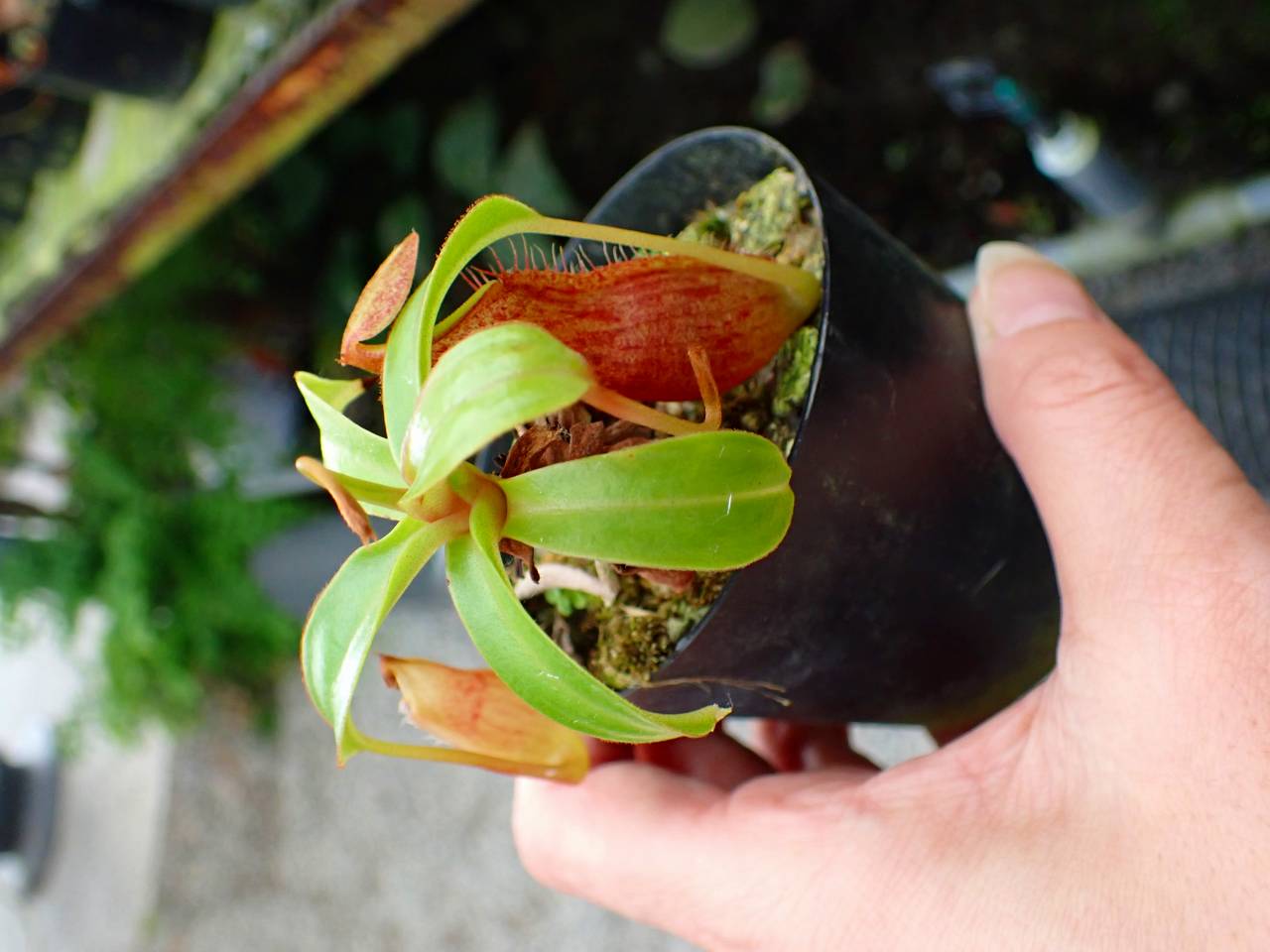 G058 1-3 N. adrianii, Lava, seedgrown, CK - Y's Exotics （山田食虫