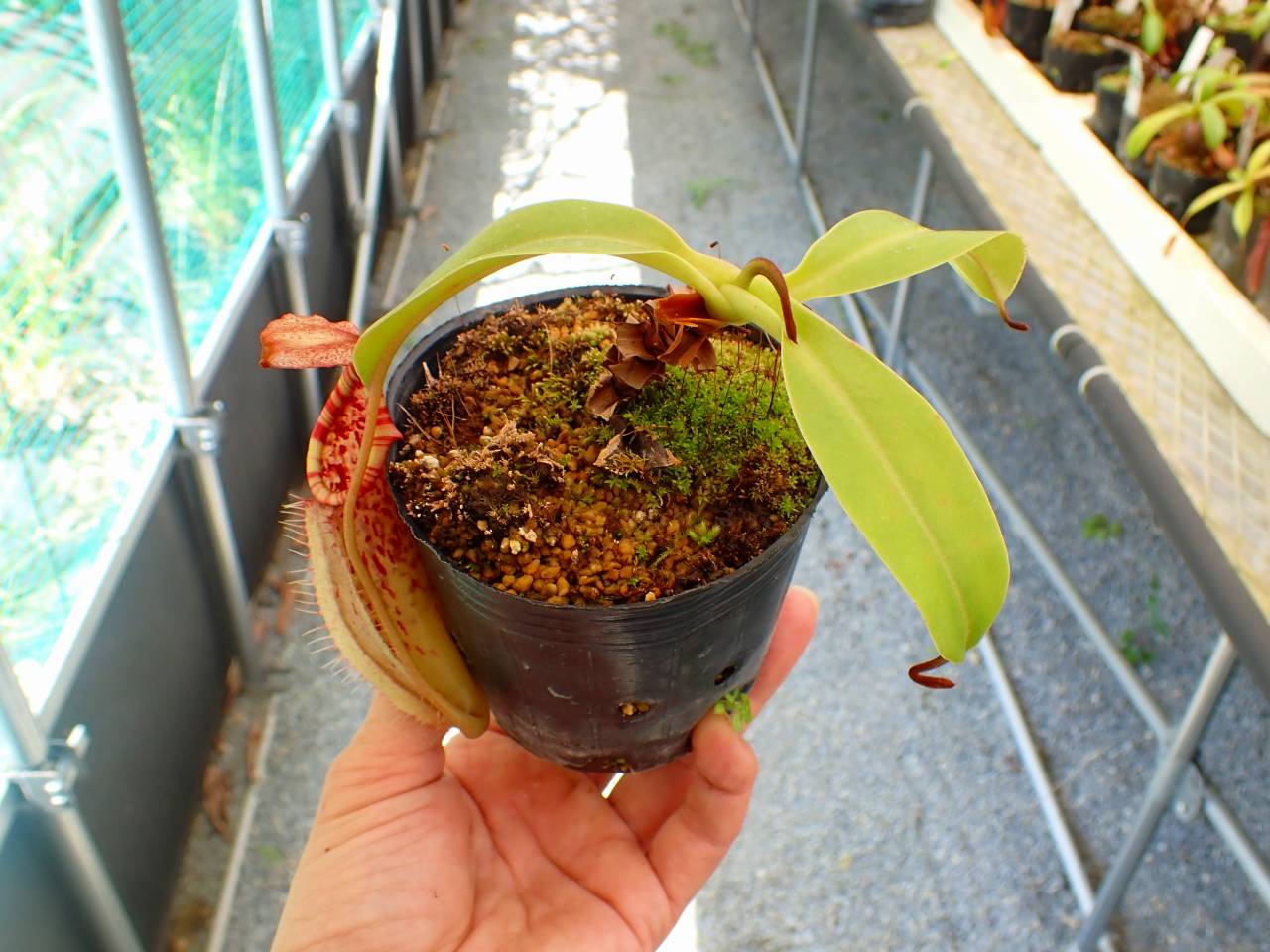 Y795 5-1 N. veitchii x northiana red Y's - Y's Exotics （山田食虫