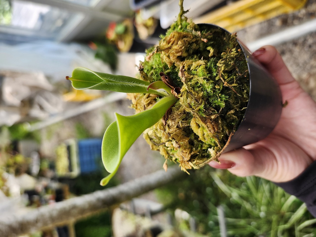 【速達付】75 ガルシア錦　レア　発根済み　多肉植物　輸入苗 錦 | RuPo 多肉植物専門店