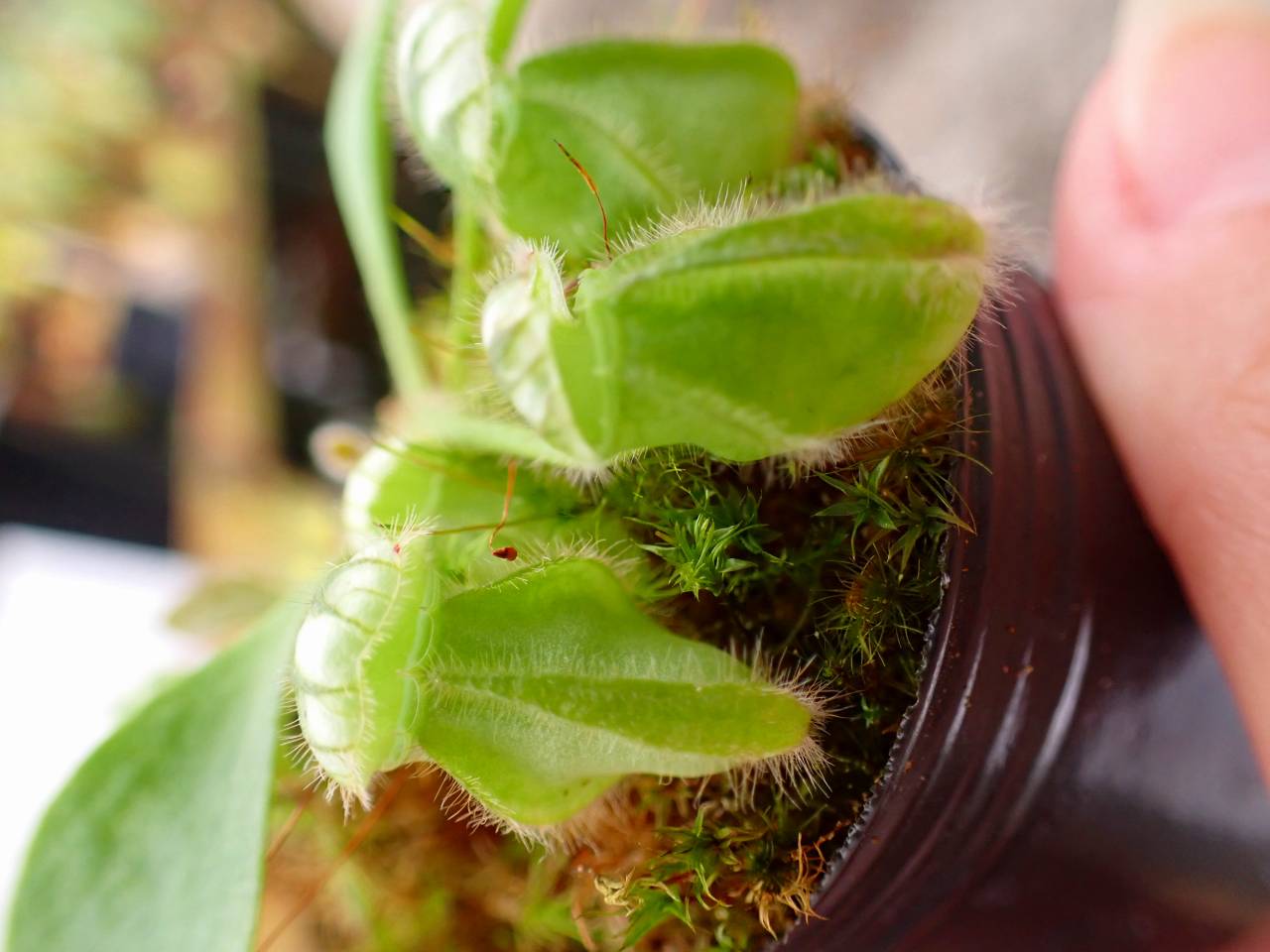 J224 1-2 Cephalotus follicularis seedling's of Hummer's Giant 06
