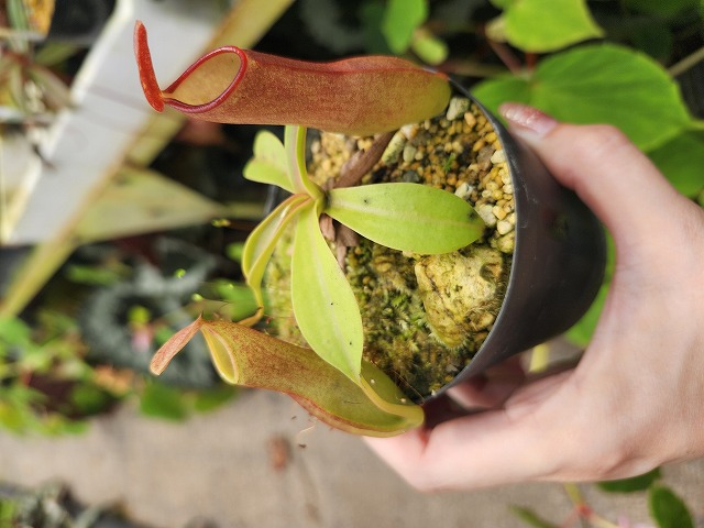 Microcyphus rousseaui　ウニ　殻　大 Microcyphus rousseaui ウニ 殻 大 アート用品