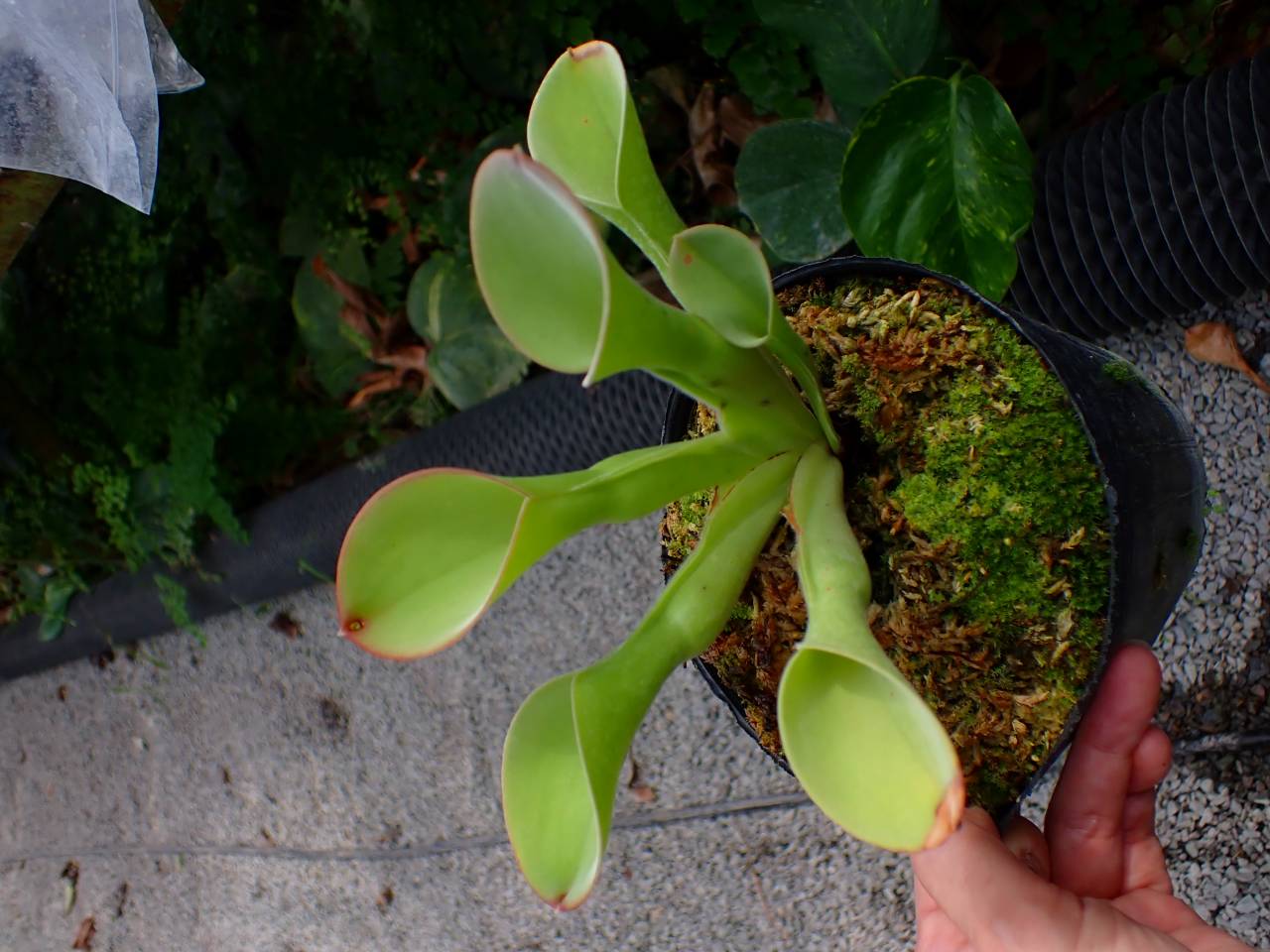 E560 1-1 H. exappendiculata (Apacapa Tepui) AW - Y's Exotics